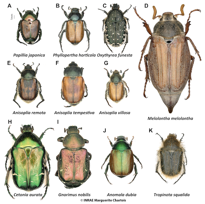 Scarabée coloré Insecte-Sauvage obtenu