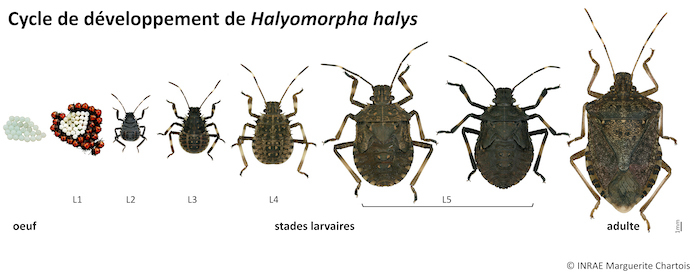 Evolution et taille des punaises de lit - Anticimex