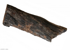 Le bois de vigne atteint d'eutypiose perd son écorce. Dans ces zones de bois mort se développent les fructifications de <b><i>Eutypa lata</i></b>, sous forme de plages noirâtres bosselées. 