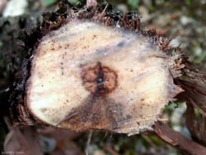 Un autre aspect d'une nécrose sectorielle dans le bois provoquée par <b><i>Eutypa lata</i></b> (eutypiose)