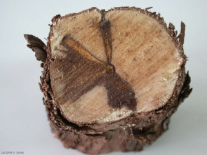 Les nécroses du bois engendrées par <i><b>Eutypa lata</b></i> se présentent toujours sous forme sectorielle. Elles sont brunes, parfois légèrement violacées à rougeâtres.
Eutypiose
