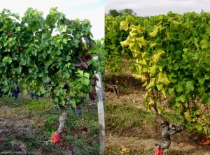 Sur ces deux ceps de vigne de cépages noir à gauche et blanc à droite, seul une partie du feuillage présente des symptôme de <b>flavescence dorée</b>