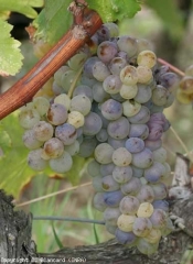 P.noble_sauvignon1