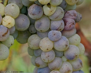 Début d'attaque de <b>Pourriture noble</b> sur cépage sauvignon.(détail d'une grappe) <i>Botrytis cinerea</i>