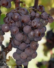 Evolution d'une attaque de <b>Pourriture noble</b> sur cépage sémillon. Grappe au stade 'pourri plein'. <i>Botrytis cinerea</i>