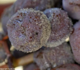 Evolution d'une attaque de <b>Pourriture noble</b> sur cépage sémillon. Grappe au stade 'pourri plein', baie sporulée. <i>Botrytis cinerea</i>