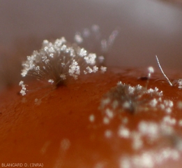 Détail de houppes de conidiophores de <b><i>Botrytis cinerea</i></b> bien visibles à la surface de cette baie de raisin.