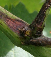 Lésion chancreuse brune parsemée de pycnides. <i><b>Guignardia bidwellii</b></i> (Black rot)