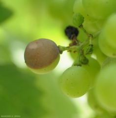 Début d'attaque sur baie de raisin. <i><b>Guignardia bidwellii</b></i> (Black rot)