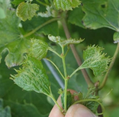 La croissance de ce jeune rameau est  plutôt ralentie ; ses feuilles sont très déformées et cloquées. <b>Phytotoxicité</b>