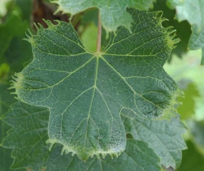 Les nervures de cette feuille de vignes sont beaucoup plus claires et les bords de la feuille présentent des déformations : <b>Phytotoxicité</b>