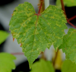 Sur cette feuille, le jaunissement consécutif à une <b>Phytotoxicité </b> se manifeste ponctuellement au niveau de ses nervures.