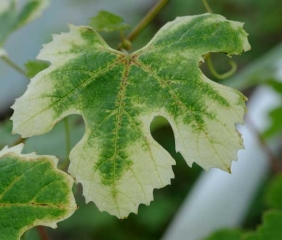 Une large bande de tissus de la périphérie de cette feuille a blanchi après avoir chlorosé progressivement. Notons que les tissus situés à proximité de quelques nervures principales commencent à se nécroser. <b>Phytotoxicité</b>