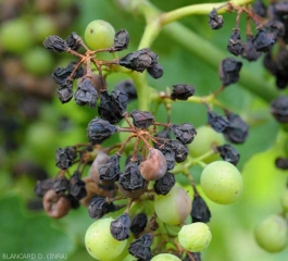 La majorité des baies de cette grappe sont maintenant ratatinées et momifiées ; elles ont aussi une couleur noirâtre assez caractéristique. <i><b>Guignardia bidwellii</b></i> (black rot)