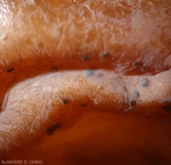 Jeunes pycnides en cours de formation sur baie de raisin. <b><i>Guignardia bidwelli</i></b> (black rot)