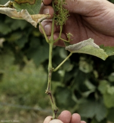 Plusieurs éclatements longitudinaux, brunâtres, plus ou moins subérisés, altèrent ce jeune rameau sur plusieurs centimètres. <i><b>Xylophilus ampelinus</b></i> (nécrose bactérienne)