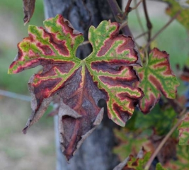 Cette feuille de vigne présente une partie complètement nécrosée sous la pression de l'<b>esca</b>.