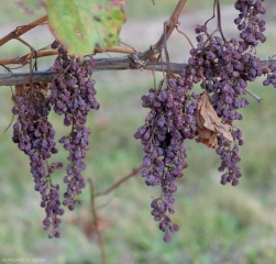 Flétrissement de grappes entières sur ce pied de vigne fortement affecté par l'<b>esca</b>.
