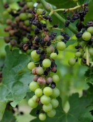 Attaque bien évoluée de black rot sur grappe de raisin. <i><b>Guignardia bidwellii</b></i> (Black rot)