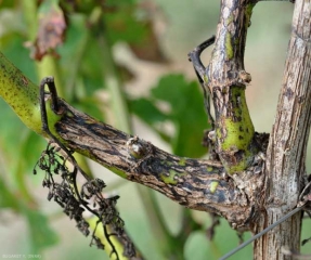Plusieurs altérations chancreuses contigues entourent la base de ce sarment, le fragilisant quelque peu. <b><i>Phomopsis viticola</i></b> (excoriose)