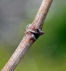 De nombreuses petites masses sombres à noires, des pycnides, parsèment ce tronçon d'un sarment de vigne.  <b><i>Phomopsis viticola</i></b> (excoriose)