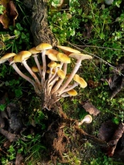 En arrachant un cep malade, on constate que les carpophores adhèrent au cep, et que le système racinaire de ce dernier est bien dégradé. <i><b>Armillaria mellea</b></i> (pourridié)