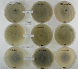 Botryosphaeria_culture2