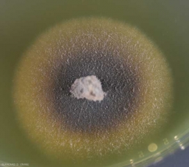 Colonie mycélienne sur milieu malt-agar en boîte de Petri de <i><b>Phaeoacremonium aleophilum</b></i> ; se développant lentement, elle est de teinte beige à miel et produit un pigment jaune qui diffuse dans le milieu. 