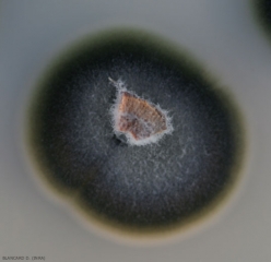 Cette colonie mycélienne de <i><b>Phaeomoniella chlamydospora</b></i> montre une croissance lente et une teinte vert sombre à olivâtre assez caractéristique.