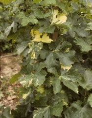 Plusieurs feuilles de ce pied de vigne présentent des secteurs du limbe plus ou moins décolorés. <b>Anomalie génétique </b> (chimère)