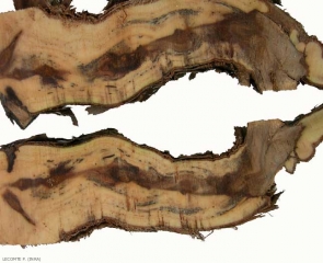 De nombreuses lésions nécrotiques brunes sont visibles sur ce cep sectionné longitudinalement, ainsi que des stries et des ponctuations brunes à noires. Notons une large altération du bois située au niveau d'une plaie de taille. (<b>esca</b>)