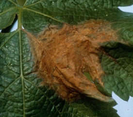 Sur cette tache plus évoluée et étendue, les tissus nécrosés ont pris une teinte brunâtre.
<i><b>Botrytis cinerea</b></i>