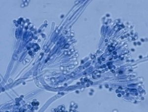 Bouquet de conidiophores triverticillés de <i><b>Penicillium expansum</b></i> . (pourriture à Penicillium)