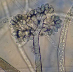 Aspect au microscope photonique des grappes de conidies présentes à l'extrémité d'un conidiophore de <i><b>Botrytis cinerea </b></i>(pourriture grise)