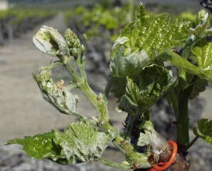 Exemple de symptômes de type drapeau  sur vigne. <i><b>Erysiphe necator</b></i> (oïdium)  