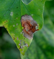 L'humidité a permis au mycélium de <i><b>Botrytis cinerea</b></i> de pénétrer localement le limbe de cette feuille, et une lésion nécrotique s'y est développée. En plus de motifs concentriques brun foncé, elle est recouverte en bordure du limbe d'une moisissure grise assez diffuse (moisissure grise, grey mold)
