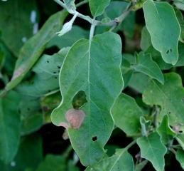 Deux taches nécrotiques, irrégulières et bien délimitées, sont en train d'envahir l'intérieur du limbe de cette feuille. <i><b>Botrytis cinerea</b></i> (moisissure grise, grey mold)