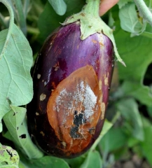 Une pourriture brunâtre et chancreuse s'est développée sur ce fruit abîmé et déjà blessé. <i><b>Botrytis cinerea</b></i> (moisissure grise, grey mold)
