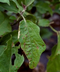 En vieillissant, le limbe altéré se nécrose progressivement. Ces taches s'éclaircissent en leur centre et certaines peuvent confluer. <i><b>Didymella lycopersici</b></i> (chancres à <i>Didymella</i>, <i>Didymella</i> stem canker)