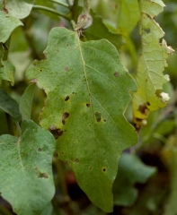 De petites taches brunes, au contour bien défini, altèrent le limbe de cette feuille. Un halo jaune se distingue en périphérie. <i><b>Didymella lycopersici</b></i> (chancres à <i>Didymella</i>, <i>Didymella</i> stem canker)