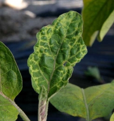 <b>Virus de la marbrure et du rabougrissement de l'aubergine</b> (<i>Eggplant mottled dwarf virus</i>, EMDV) sur aubergine6