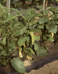 <i><b>Phytophthora nicotianae</b></i> (ex <i>P. parasitica</i>) sur aubergine3