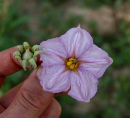 Phytoplasma_aubergine_DB_156