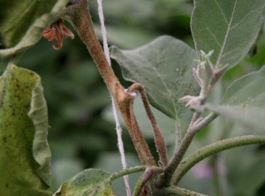 <i><b>Sclerotinia sclerotiorum</b></i> (sclérotiniose, <i>Sclerotinia</i> drop) sur aubergine12