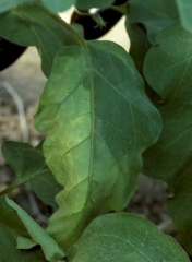 Jaunissement unilatéral sur feuille d'aubergine typique d'une maladie vasculaire provoquée par  <i>Verticillium dahliae</i></b>. (verticilliose, <i>Verticillium</i> wilt) 