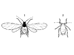 <b>Puceron ailé (1) et puceron aptère (2)</b> (société Koppert)