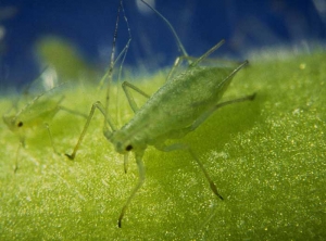 Le <b>puceron vert de la pomme de terre</b>, <i>Macrosiphum euphorbiae</i>, est rencontré sur diverses cultures légumières (aubergine, pomme de terre, laitue, tomate...) et ornementales (rose, chrysanthème...). Les adultes sont assez gros (mesurant jusqu'à 4 mm) et de couleur rose ou verte en fonction du biotype.