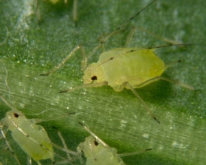 <i>Aulacorthum solani</i>, le <b>puceron strié de la digitale et de la pomme de terre</b>, apprécie notamment cette dernière solanacée mais aussi la laitue, le poivron, l'aubergine et le haricot. L'adulte est de couleur verte, sa tête et son thorax sont foncés.