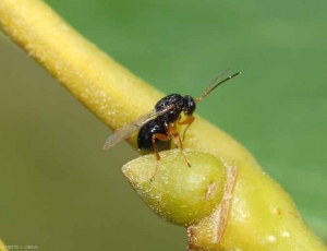 JCS83_Dryocosmus_kuriphilus_11