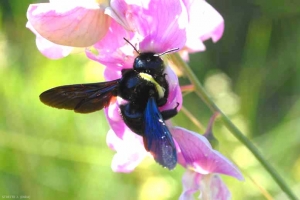 JCS86_Xylocopa_02